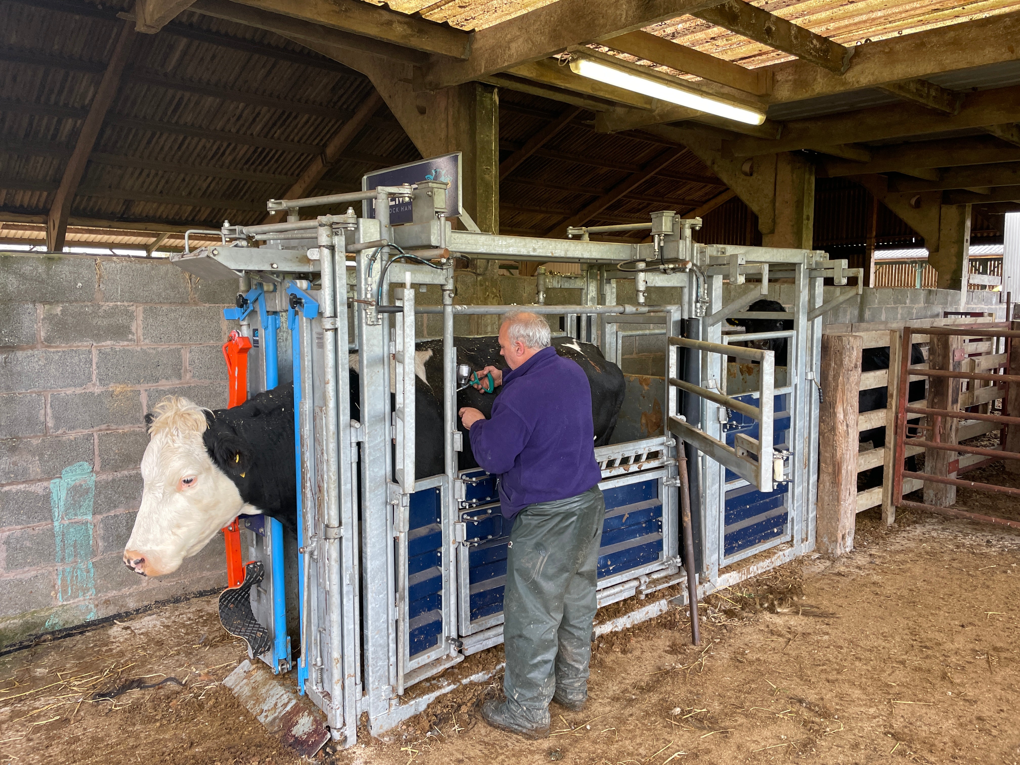 Cattle Crushes