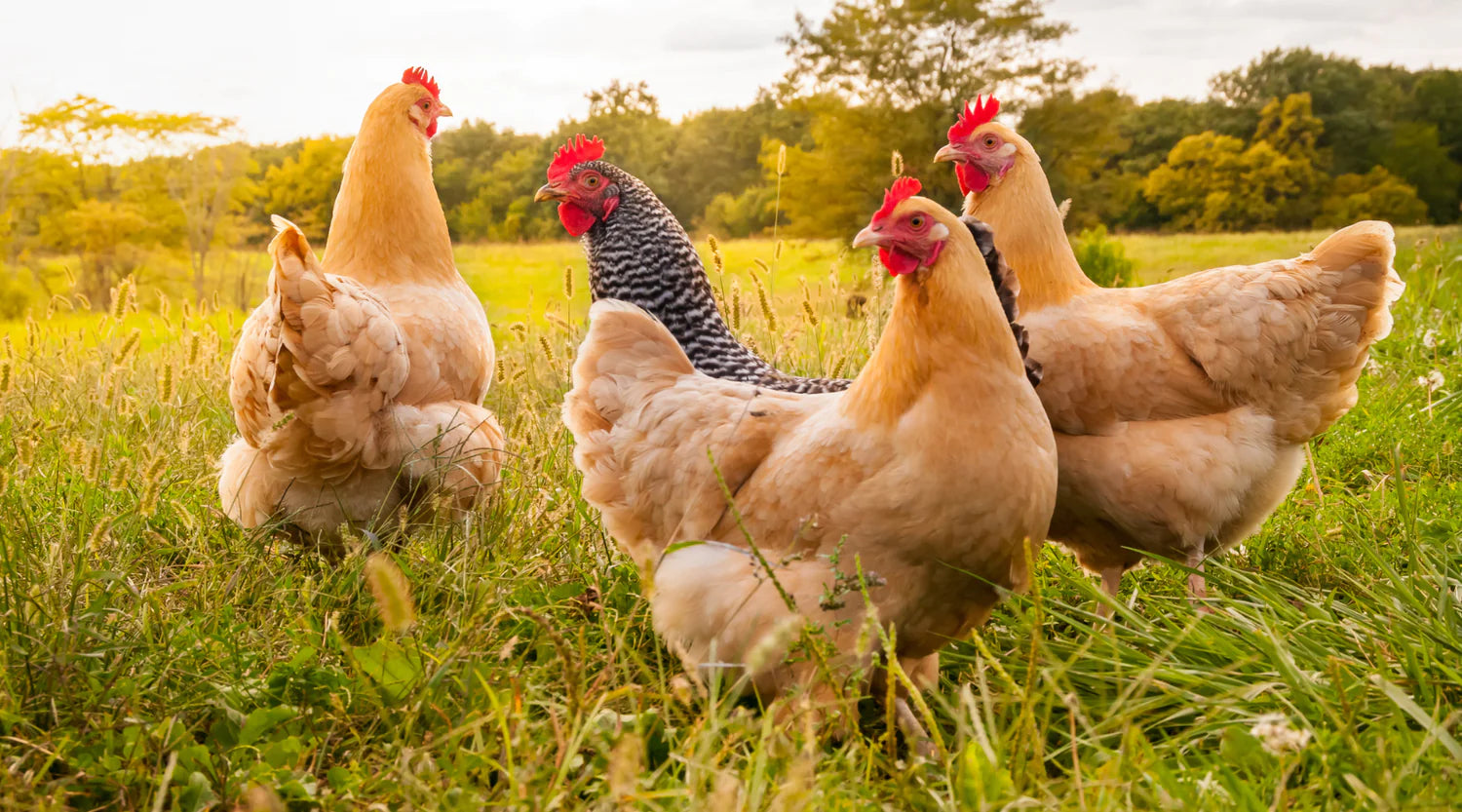 Pig & Poultry Eligible Items