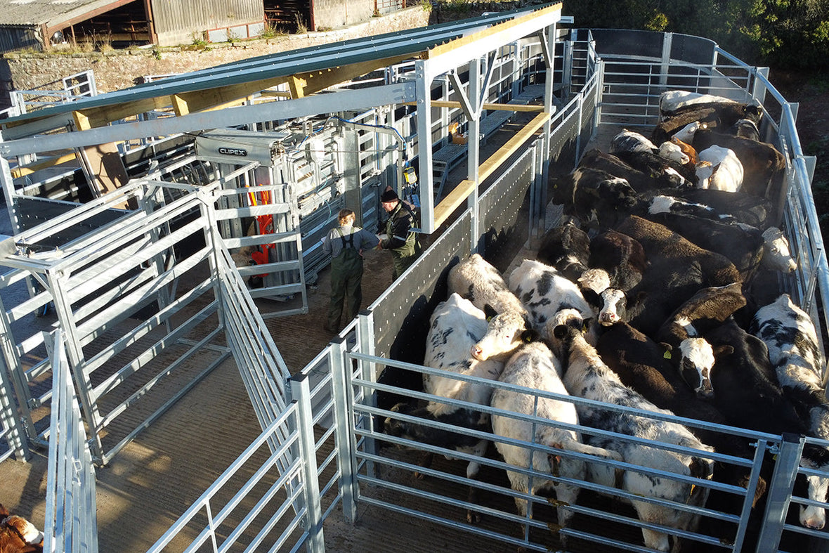 How to Reduce Animal Stress When Livestock Handling?