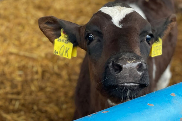 6 Tips to Prepare for a Seamless Autumn Calving