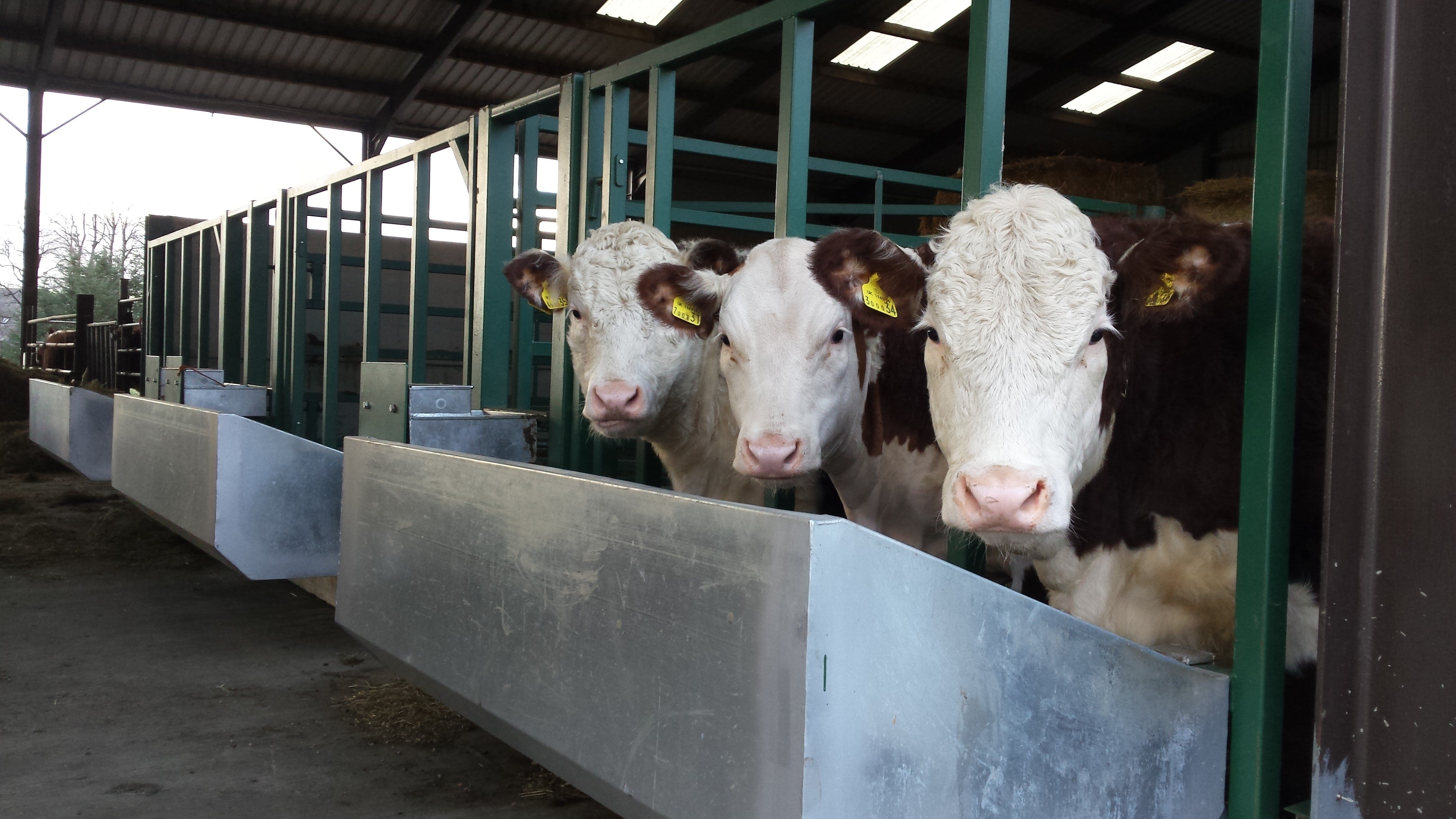 CATTLE Handling