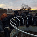 Premier Cattle Ring Feed Saver-8