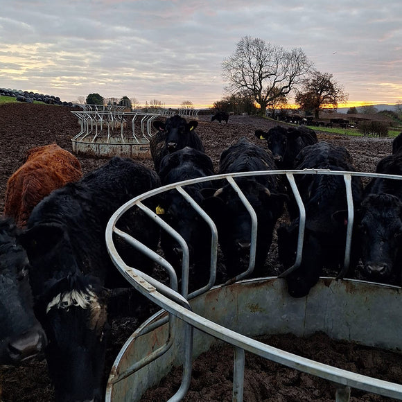 Premier Cattle Ring Feed Saver