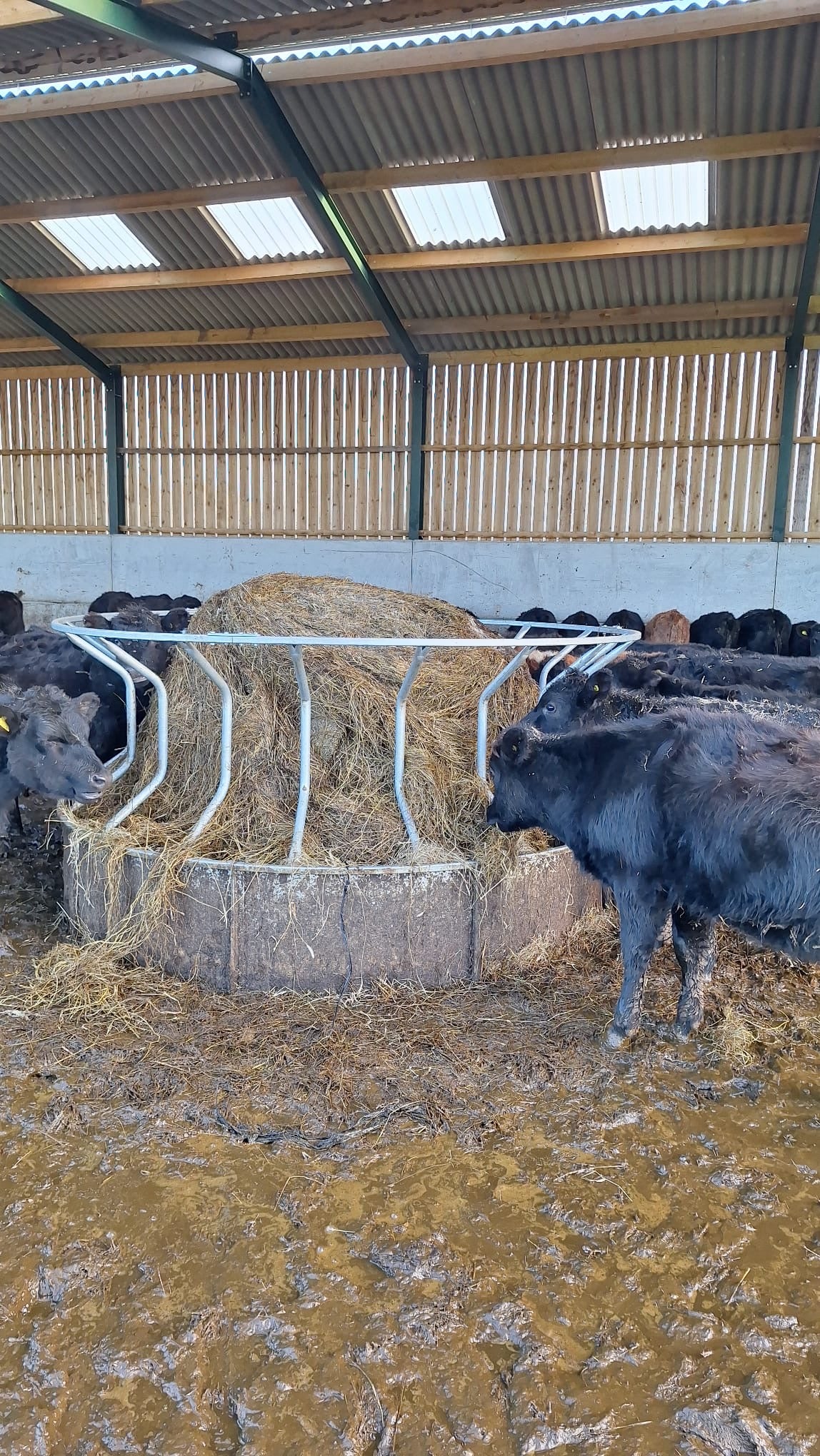 Cattle ring feeders   graham park1