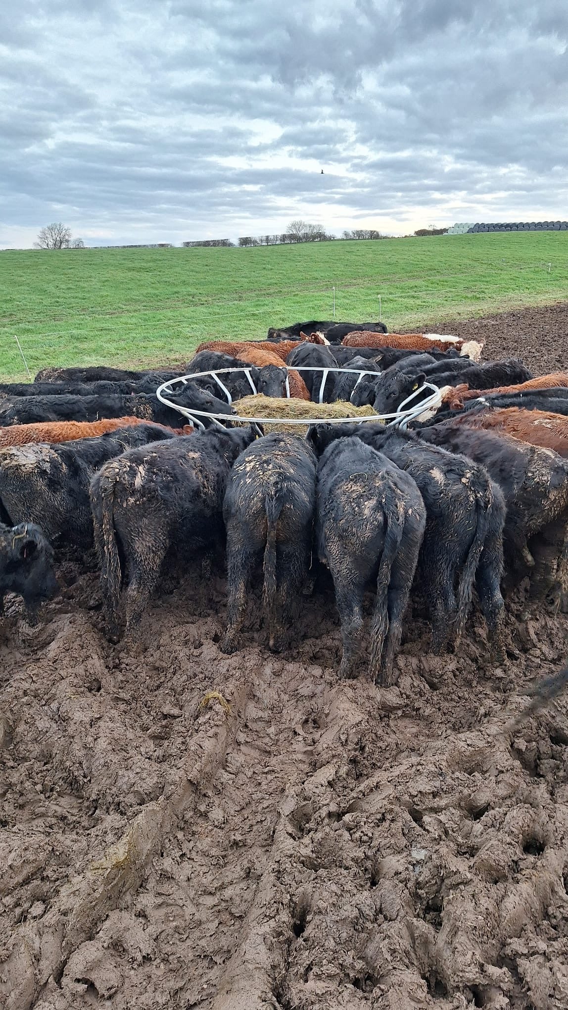 Cattle ring feeders   graham park5