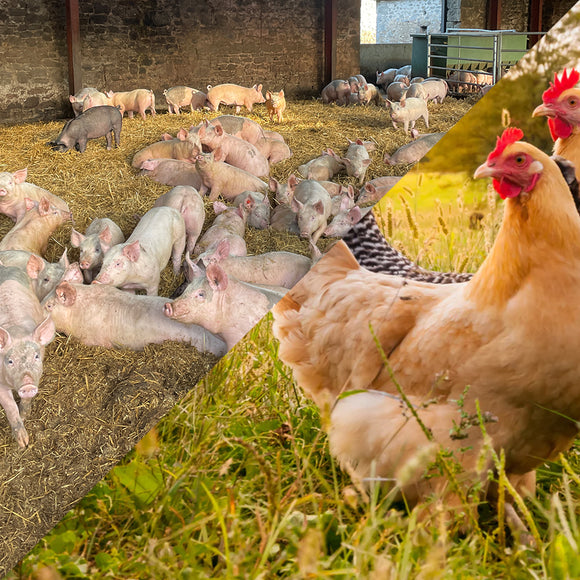 Fetf grant pigs poultry