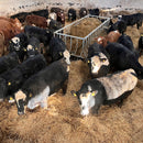 Premier Cattle Feed Saver Bunker-8