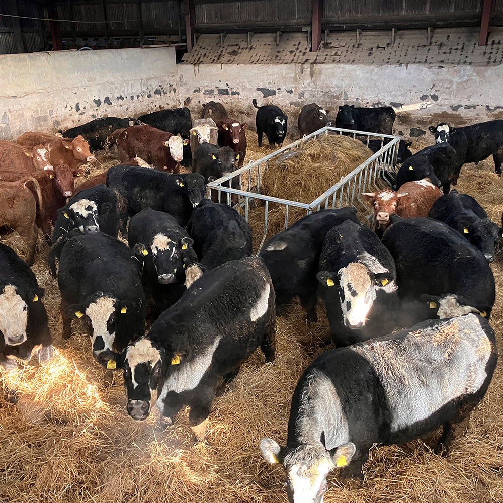 Premier Cattle Feed Saver Bunker