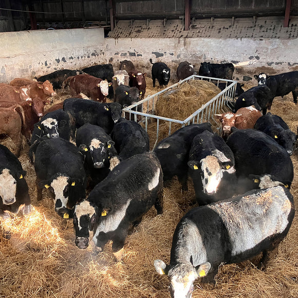 Premier Cattle Feed Saver Bunker