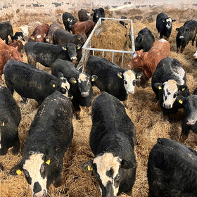 Premier Cattle Feed Saver Bunker - 0