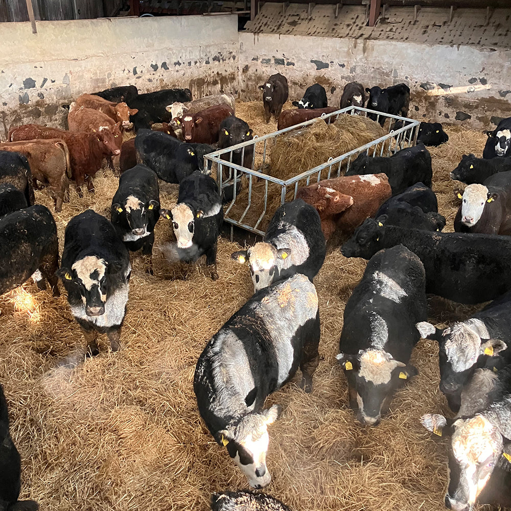 Feed bunker   ross learmonth3