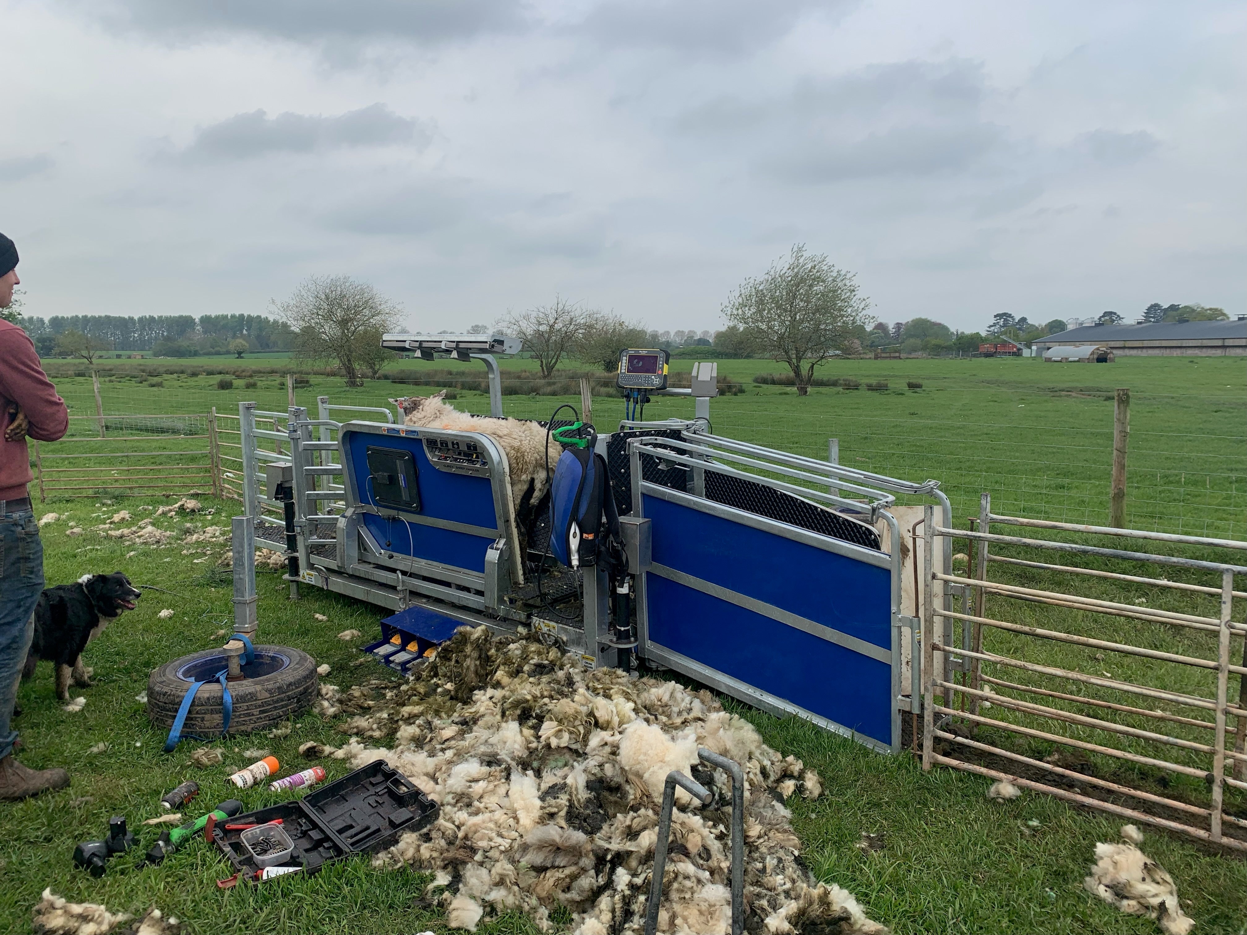 Sheep Handling Systems for UK Farms | Thorburn Group