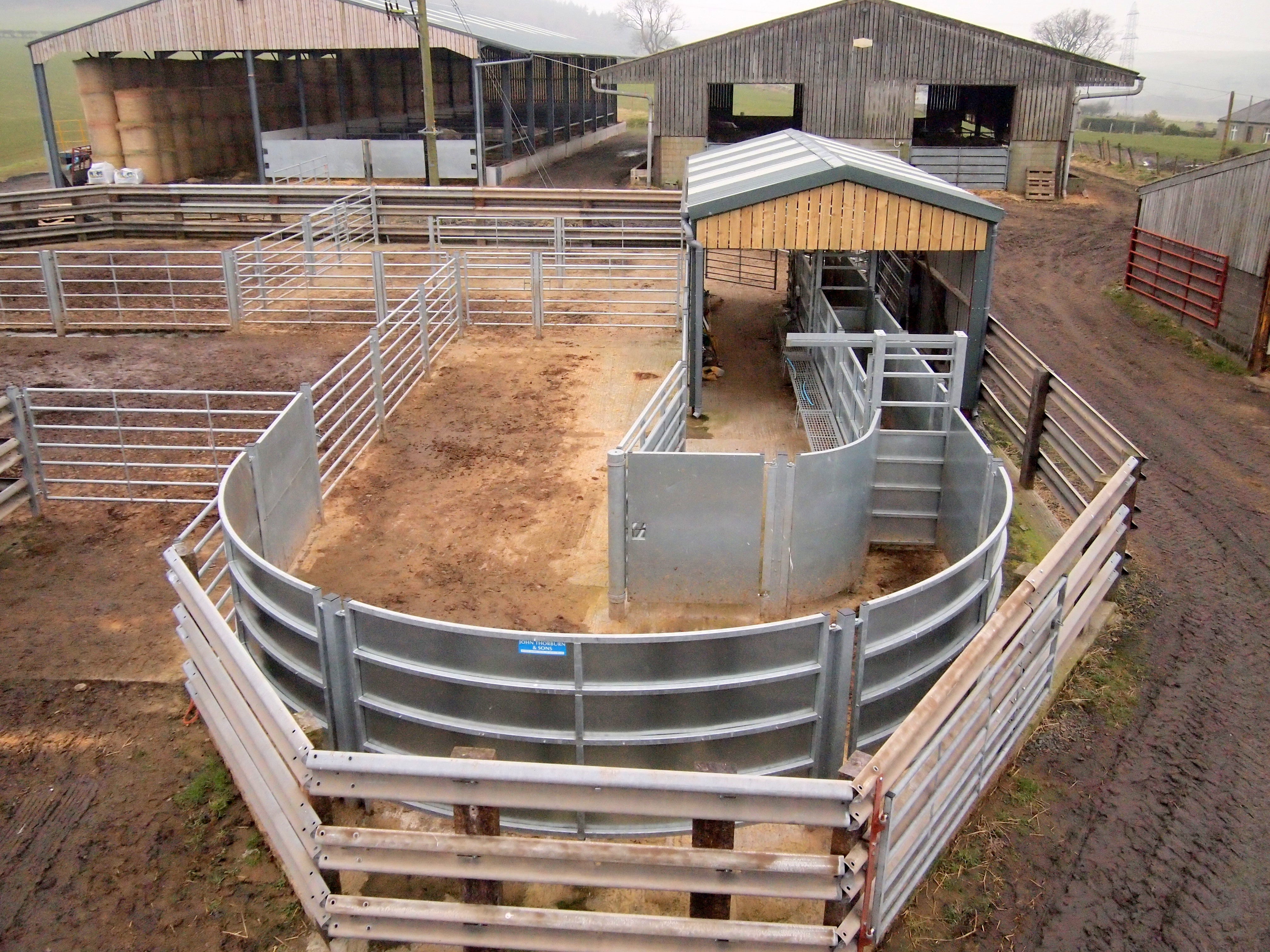 Cow Handling Layout Bespoke Cattle Handling Systems for UK Farms | Thorburn Group