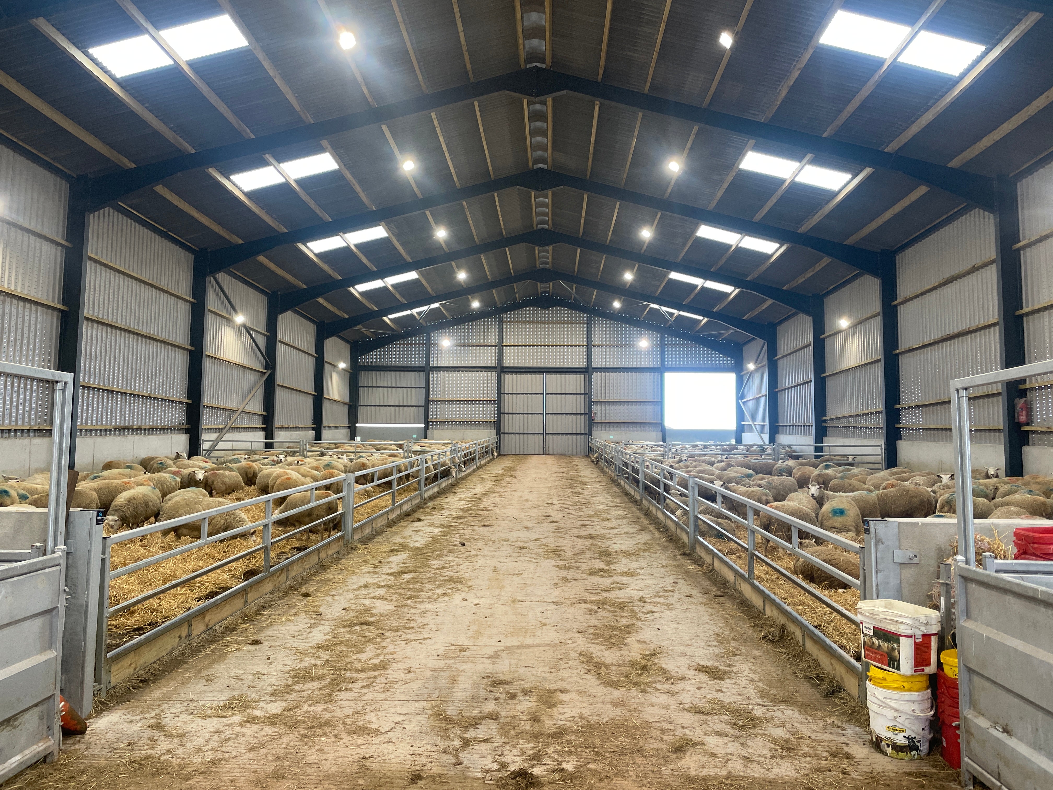 Sheep Container Sheep Handling Systems for UK Farms | Thorburn Group