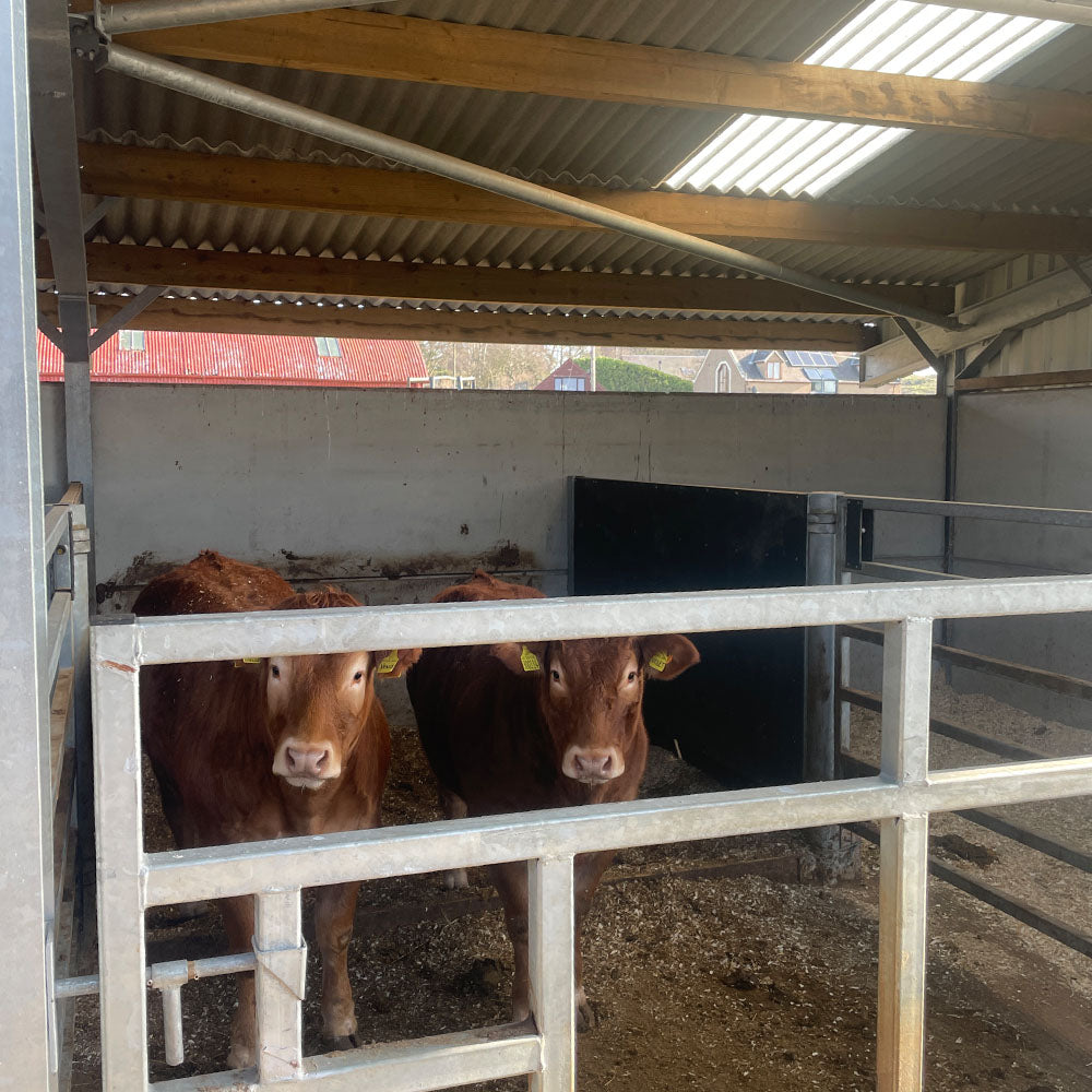 Internals   cattle court16