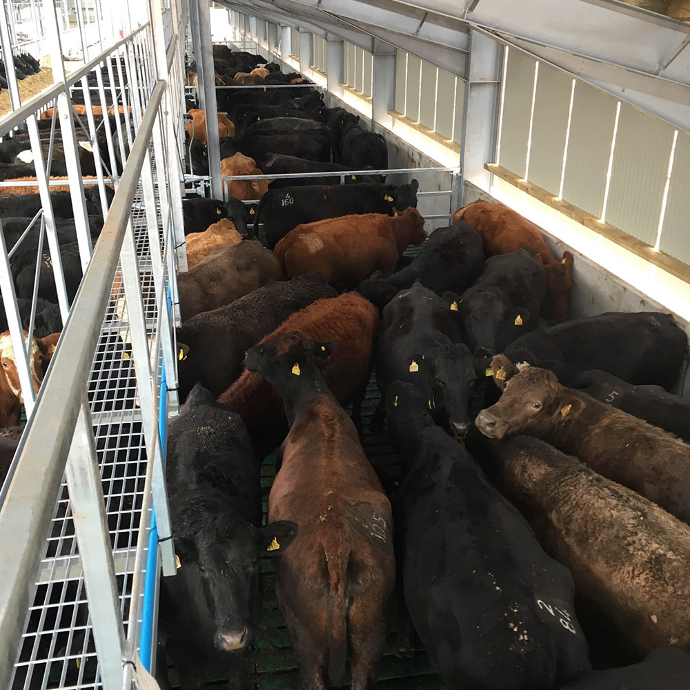 Internals   cattle court6