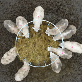 Premier Sheep Ring Feed Saver - 0