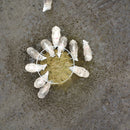 Premier Sheep Ring Feed Saver-14