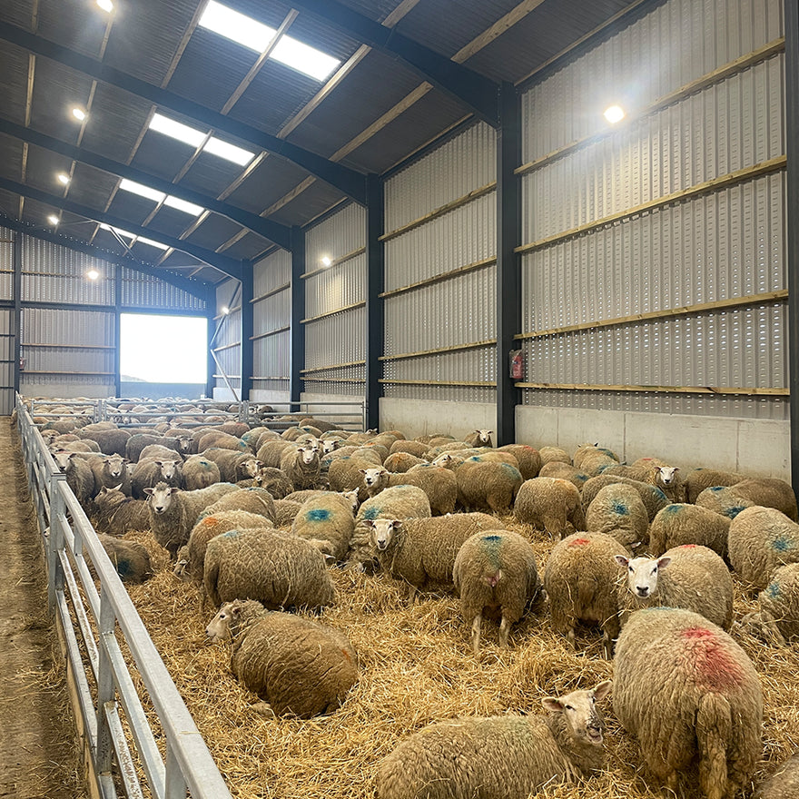 Sheep Unit Sheep Sheds | Custom Steel Housing for UK Sheep Farms | Thorburn Group