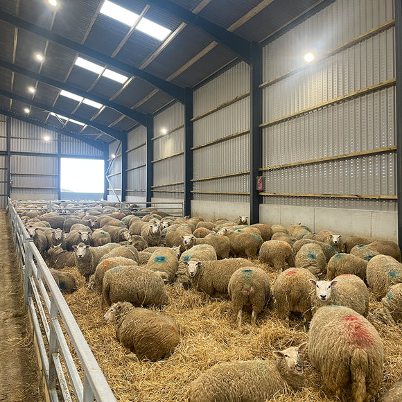 Sheep Sheds | Custom Steel Housing for UK Sheep Farms | Thorburn Group