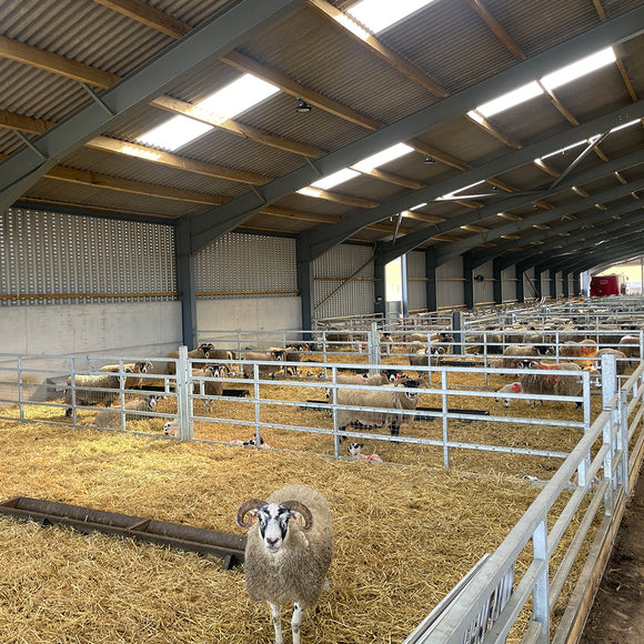 Sheep shed internals