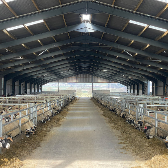 Sheep shed internals 3