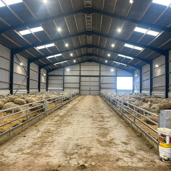 Sheep shed internals 4