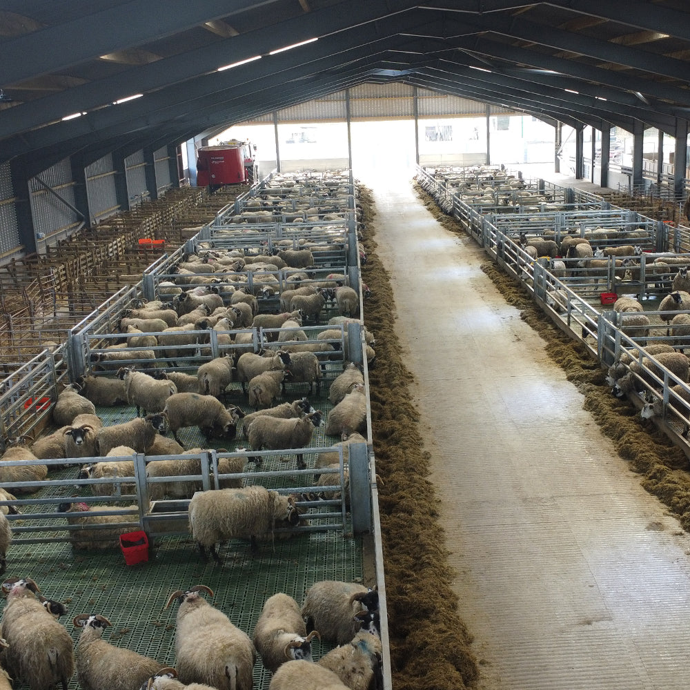 Sheep Sheds