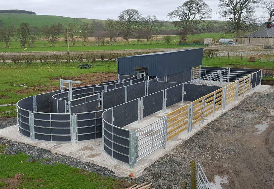 Bespoke Cattle Handling Systems for UK Farms | Thorburn Group